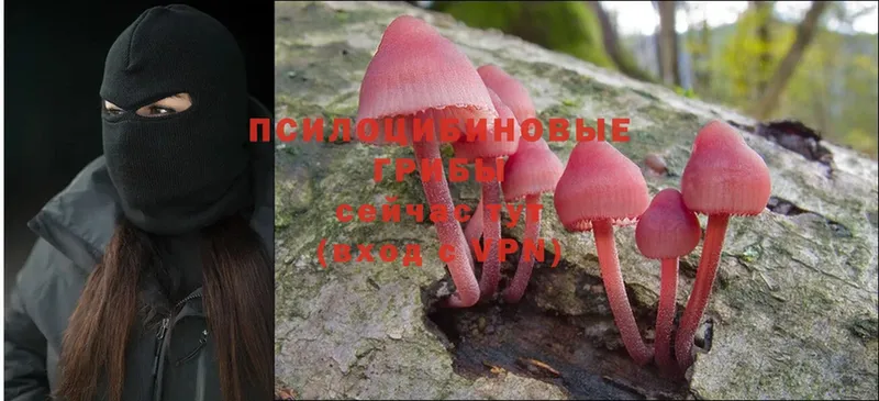 Псилоцибиновые грибы Cubensis  магазин    Закаменск 